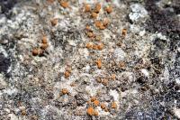 Protoblastenia rupestris