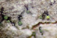 Chaenotheca hispidula