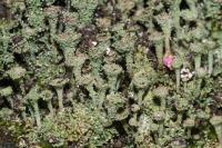 Cladonia pocillum