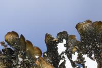 Punctelia borreri