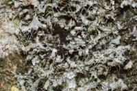 Physcia adscendens