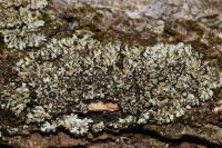 Phaeophyscia orbicularis