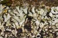Phaeophyscia orbicularis