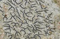 Graphis scripta