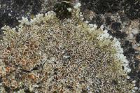 Protoparmeliopsis muralis
