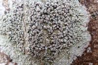 Lecanora chlarotera subsp. chlarotera