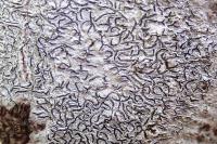 Graphis scripta