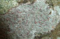 Coniocarpon cinnabarinum