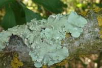 Flavoparmelia caperata