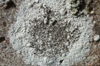 Lecanora campestris