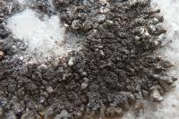 Xanthoparmelia verruculifera