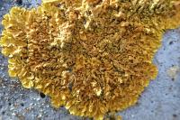 Xanthoria calcicola