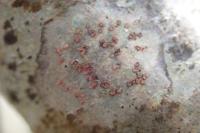 Coniocarpon cinnabarinum