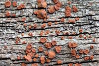 Blastenia crenularia