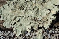 Flavoparmelia caperata