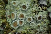 Lecanora chlarotera subsp. chlarotera