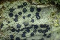 Lecidella elaeochroma