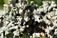 Hypogymnia tubulosa