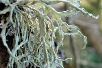 Ramalina farinacea