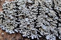 Physconia distorta var. distorta