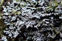 Physconia perisidiosa