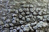 Pertusaria hymenea