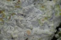 Pachnolepia pruinata