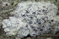 Diplotomma alboatrum