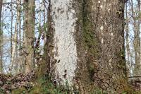 Sporodophoron cretaceum