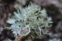 Ramalina farinacea