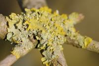Xanthoria parietina