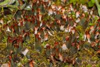 Peltigera didactyla