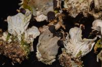 Peltigera didactyla