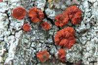 Blastenia ferruginea