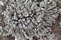 Physconia distorta var. distorta