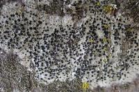 Lecidella elaeochroma