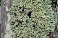 Flavoparmelia caperata