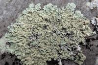 Flavoparmelia soredians