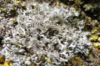 Anaptychia ciliaris