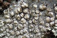 Glaucomaria carpinea