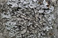Parmelina tiliacea