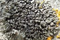 Phaeophyscia orbicularis