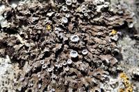 Physconia distorta var. distorta