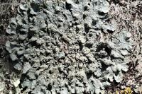 Punctelia subrudecta