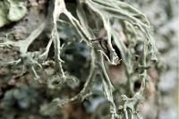 Ramalina farinacea