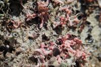 Marchandiomyces corallinus