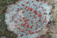 Coniocarpon cinnabarinum