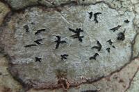 Phaeographis smithii