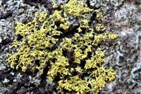 Candelaria concolor