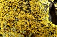 Candelaria concolor